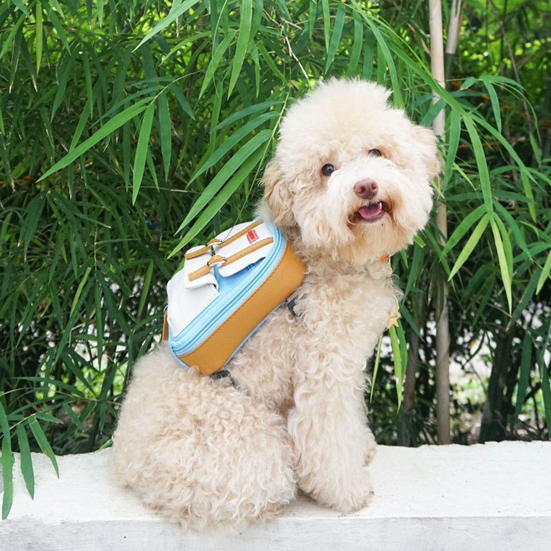 Poodle wearing a Dale Light Blue style Ruffsack backpack on a white ledge with a green plant background.