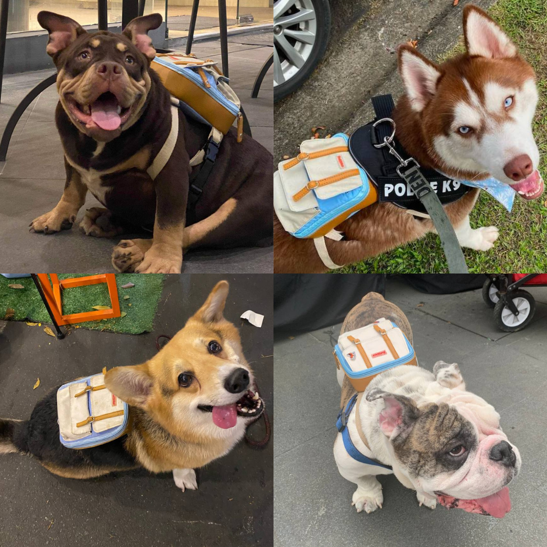 Four photo collage showing different breeds wearing the Dale Light Blue model Ruffsack backpack, including a Mixed Breed, Husky, Corgi, and Bulldog.