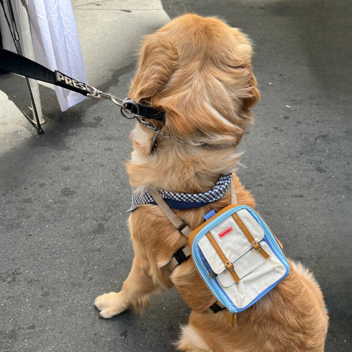Golden retriever wearing a Dale Light Blue style Ruffsack backpack in the street.