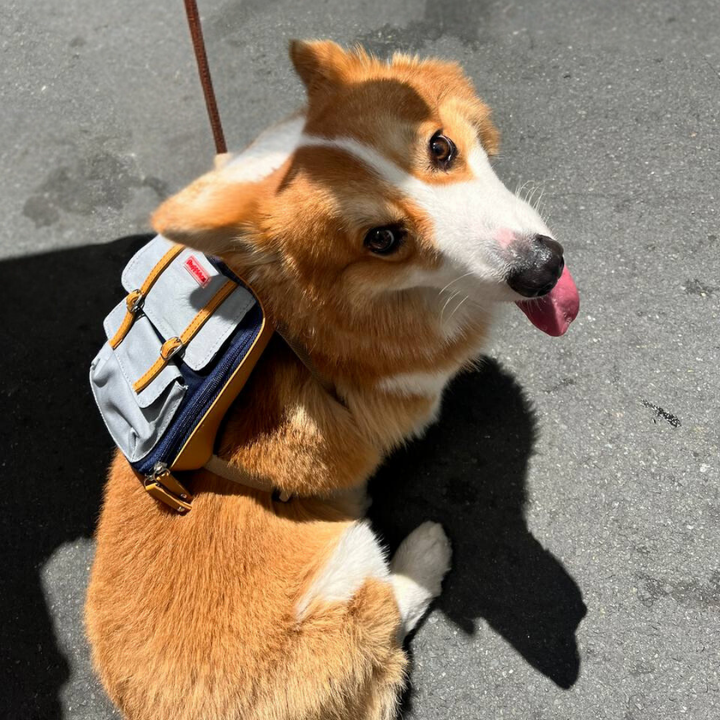 Corgi wearing a Dale Navy style Ruffsack backpack in the street.
