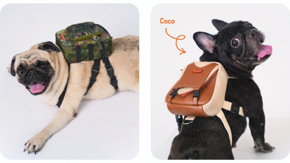 Two dogs, a black French Bulldog and tan Pug, wearing colorful Ruffsack backpacks against a white background, shown in a side-by-side collage. An orange arrow points to the French Bulldog's backpack, with the name 'Coco' written above it.