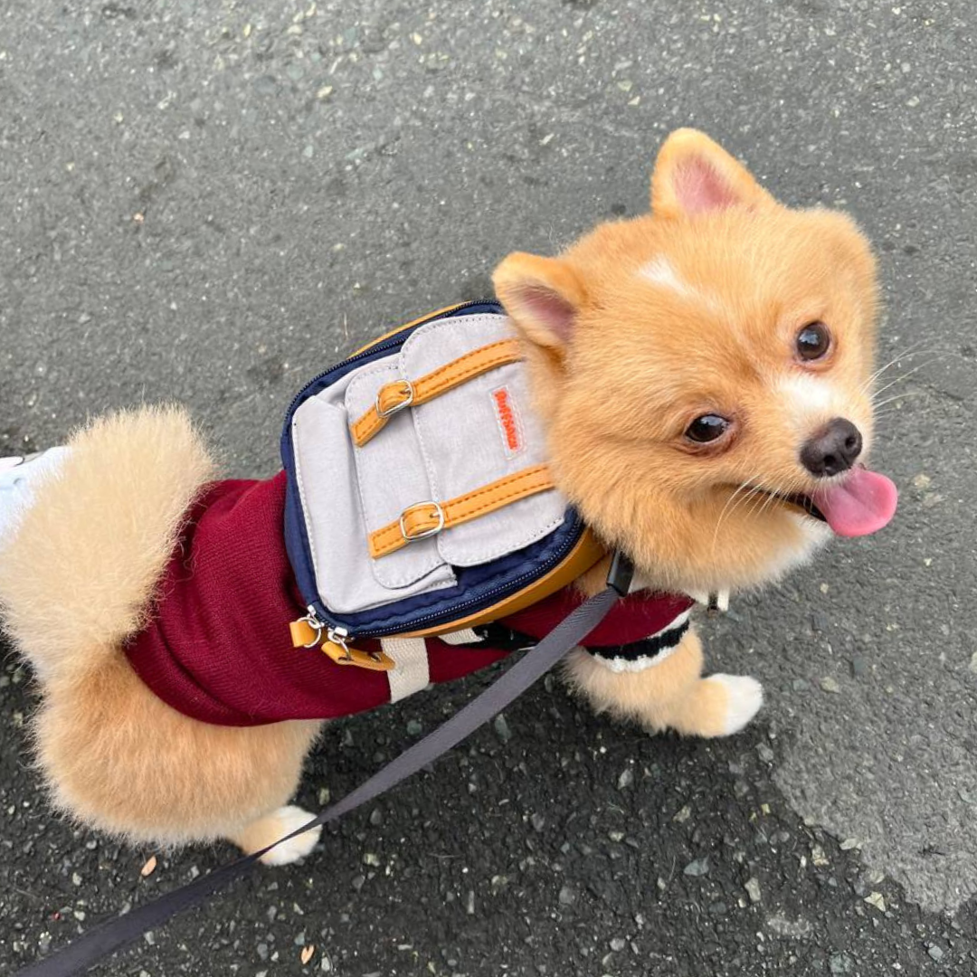 Pomeranian wearing a Dale Navy style Ruffsack backpack in the street.