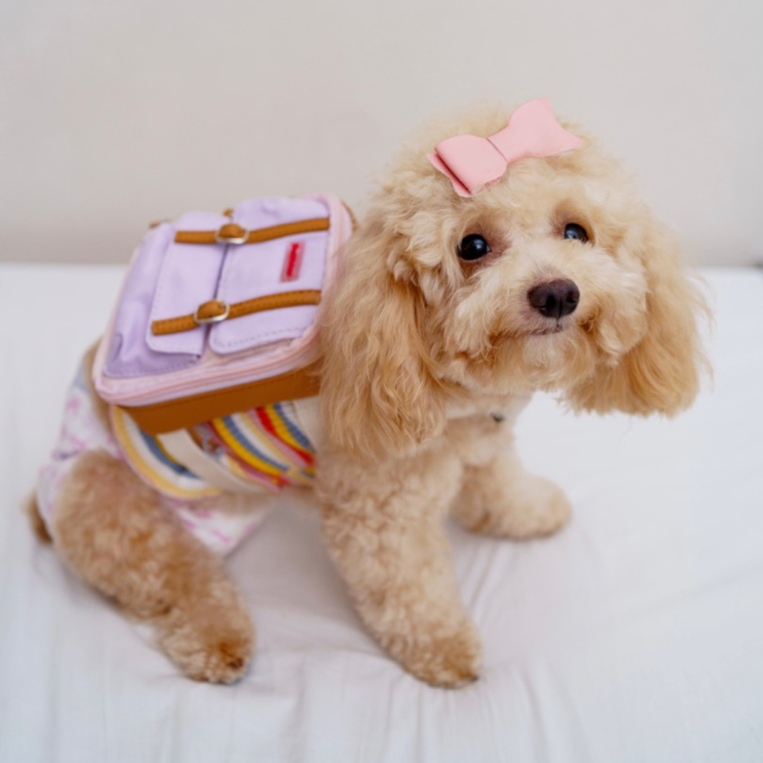 A poodle wearing a Dale Pink model Ruffsack backpack on a bed.