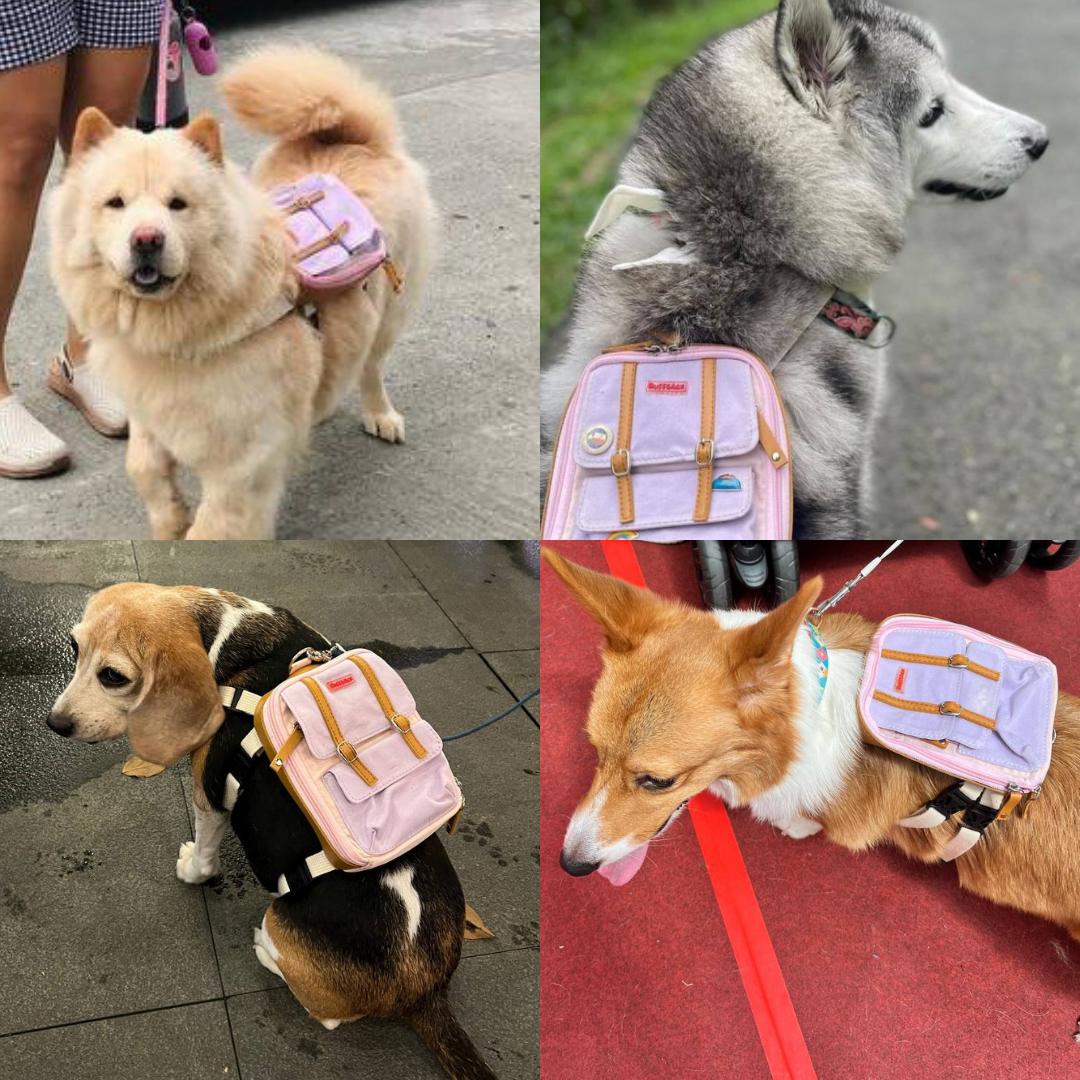 Four photo collage showing different breeds wearing the Dale Pink model Ruffsack backpack, including a Chow Chow, Husky, Beagle, and Corgi.