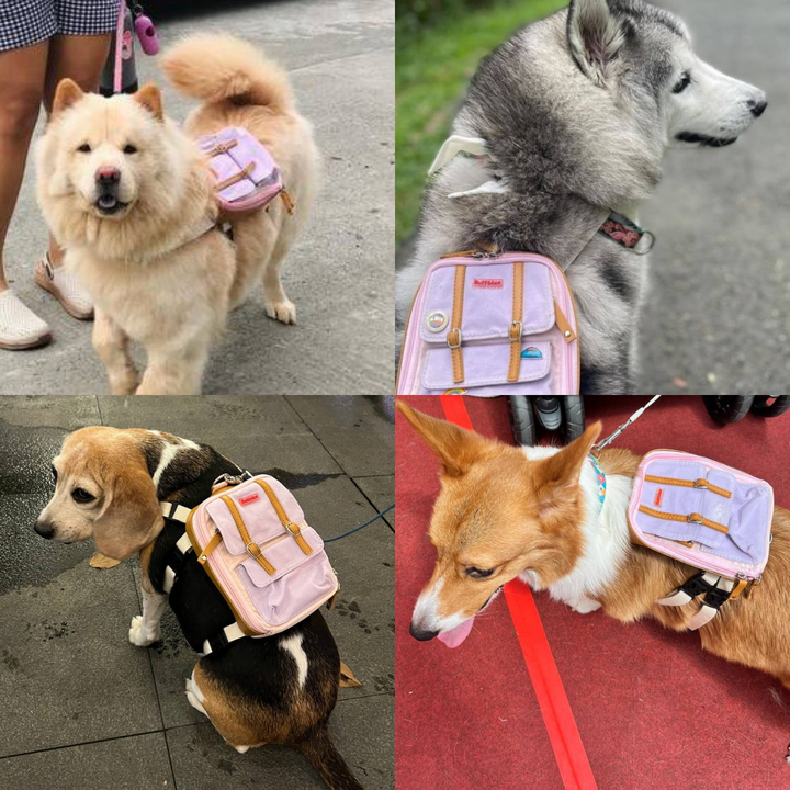 Four photo collage showing different breeds wearing the Dale Pink model Ruffsack backpack, including a Chow Chow, Husky, Beagle, and Corgi.