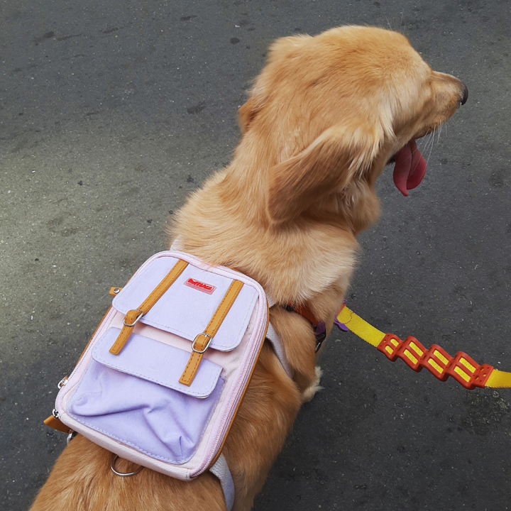A Golden Retriever wearing a Dale Pink style Ruffsack backpack in the street with a yellow and red leash.