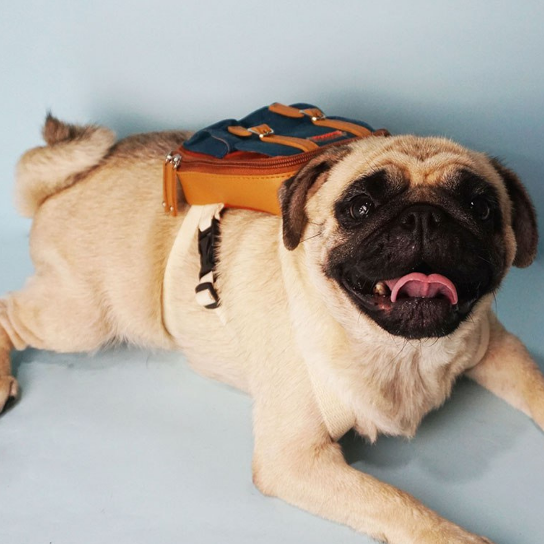 Pug wearing a Dale Rust style Ruffsack backpack laying on a white background.