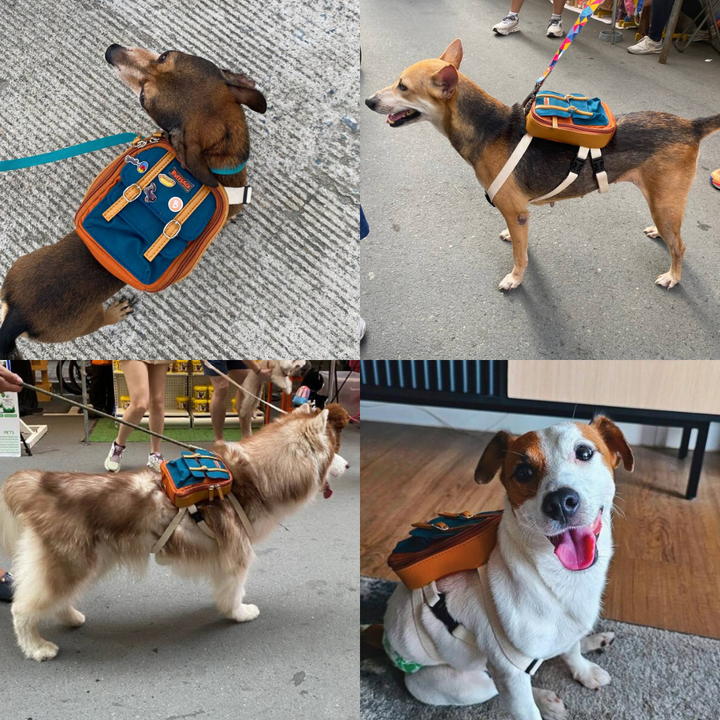 Four photo collage showing different breeds wearing the Dale Rust model Ruffsack backpack, including a Chihuahua, Terrier, Husky, and Jack Russell Terrier.