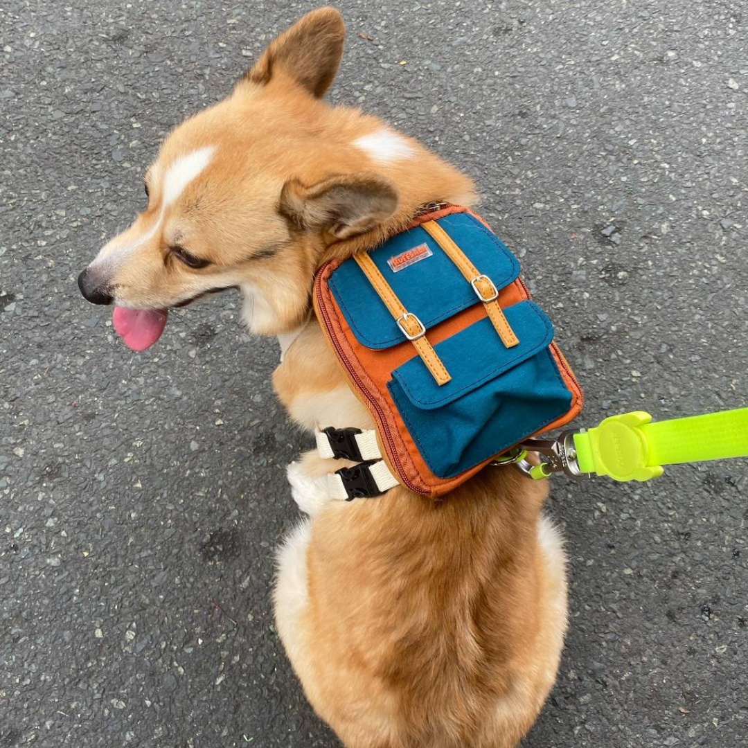 Corgi wearing a Dale Rust style Ruffsack backpack on the street with neon green leash.