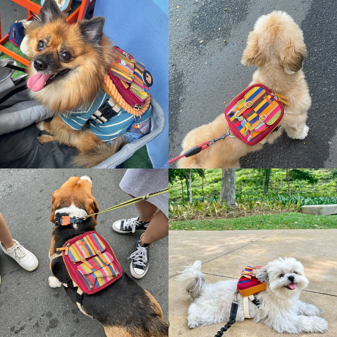 Four photo collage showing different breeds wearing the Dale Stripe model Ruffsack backpack, including a Pomeranian, Golden Retriever, Beagle, Shih Tzu.