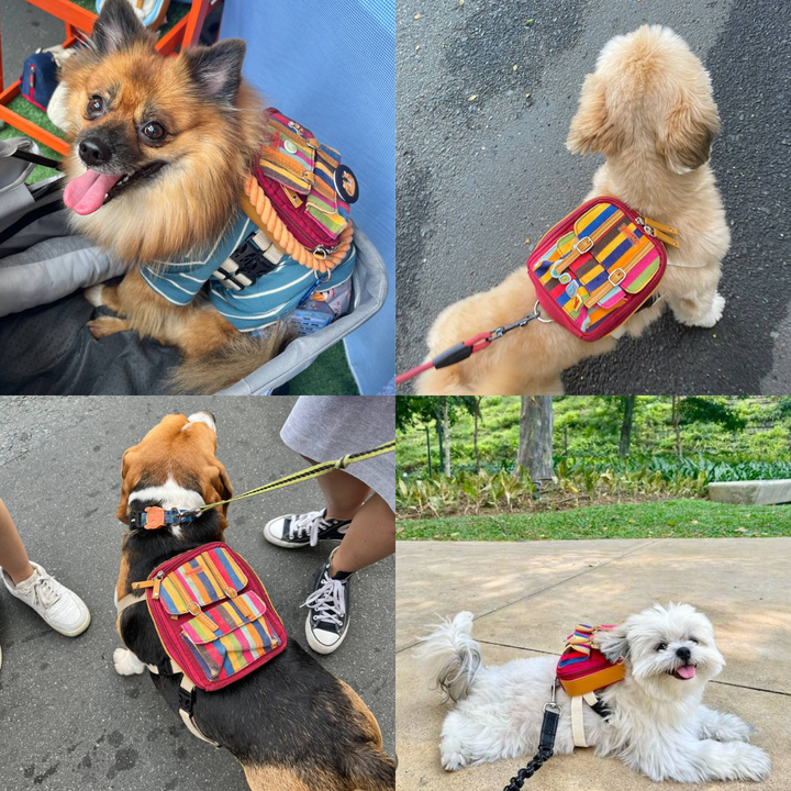 Four photo collage showing different breeds wearing the Dale Stripe model Ruffsack backpack, including a Pomeranian, Golden Retriever, Beagle, Shih Tzu.