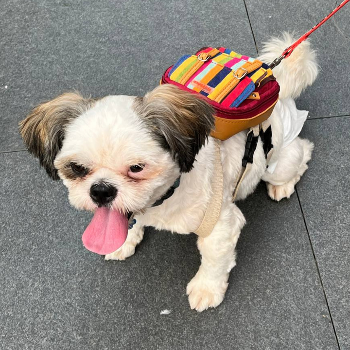 Shih Tzu wearing a Dale Stripe Ruffsack backpack with leash on a sidewalk.