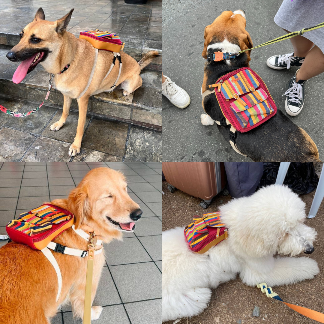 Four photo collage showing different breeds wearing the Dale Stripe model Ruffsack backpack, including a German Shepard, Beagle, Golden Retriever, and Poodle.