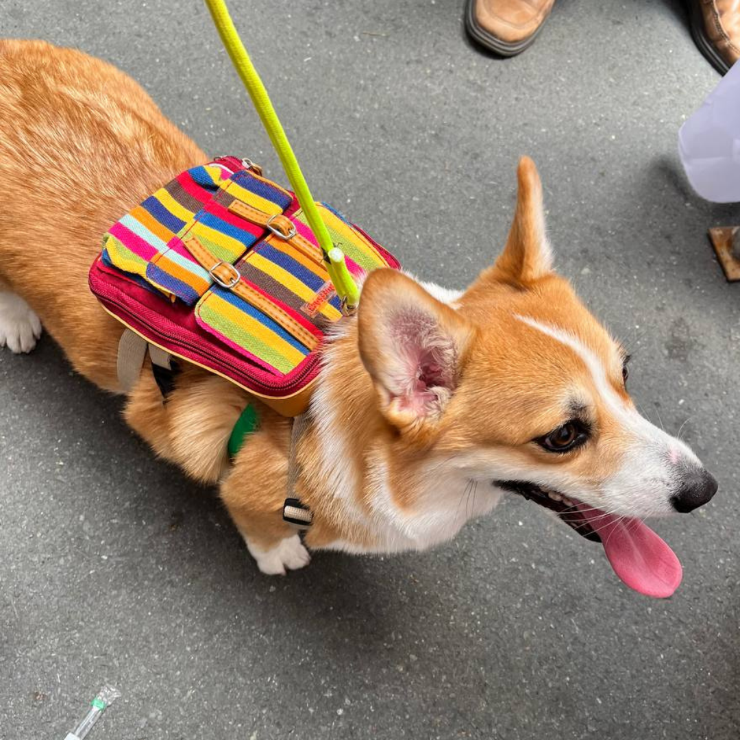 Corgi wearing a Dale Stripe Ruffsack backpack with leash on a sidewalk.