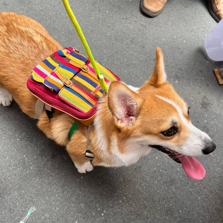 Corgi wearing a Dale Stripe Ruffsack backpack with leash on a sidewalk.