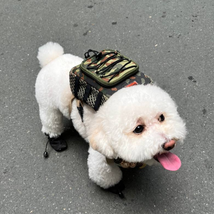 Poodle wearing a Scout style Ruffsack backpack while standing in a parking lot.