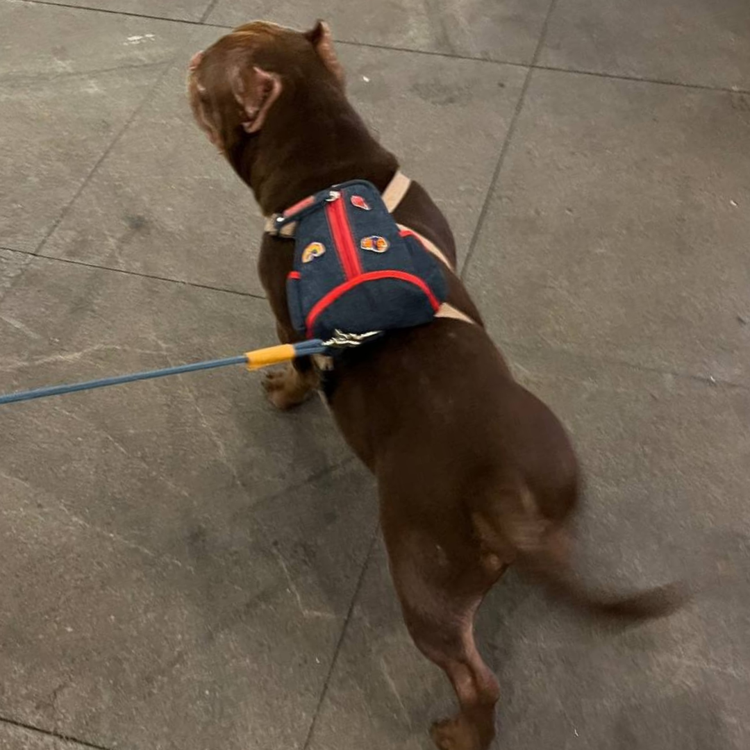 Boston Terrier wearing a Lee style Ruffsack backpack on a sidewalk.