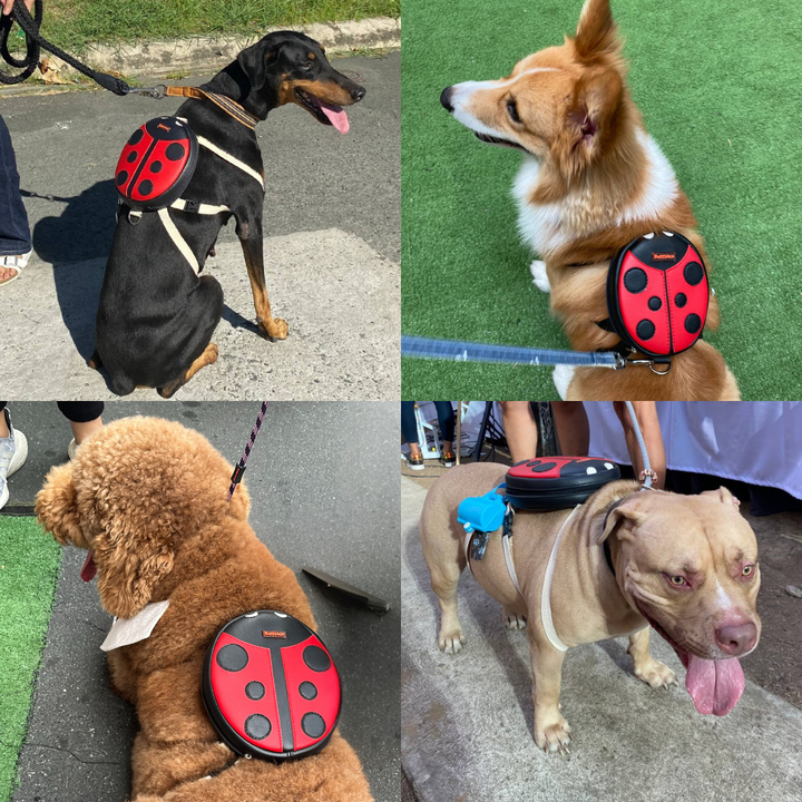 Four photo collage showing different breeds wearing the Lucy Ladybug model Ruffsack backpack, including a Doberman, Corgi, Chow Chow and Pitbull.
