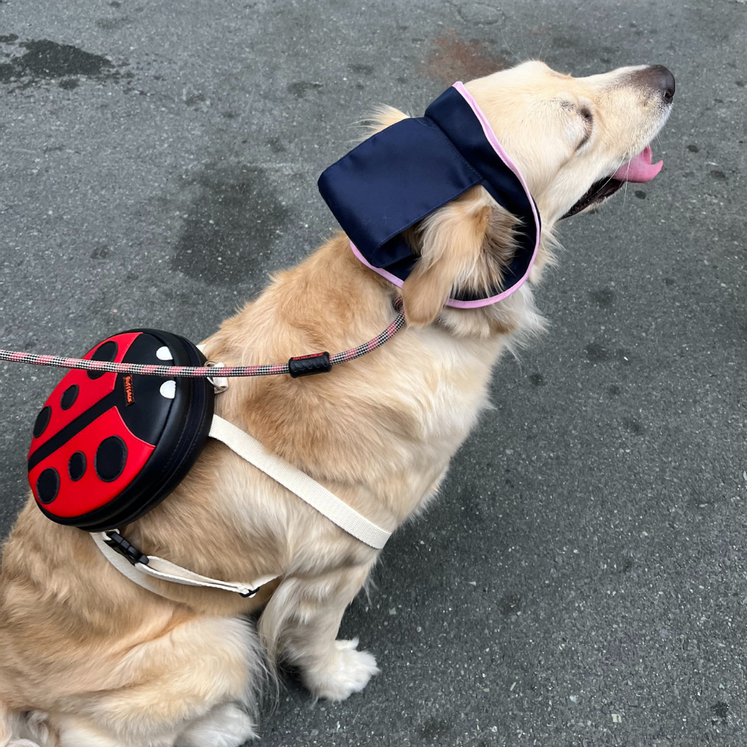 Golden retriever wearing a Ruffsack Lucy Ladybug backpack outdoors in a roadway.