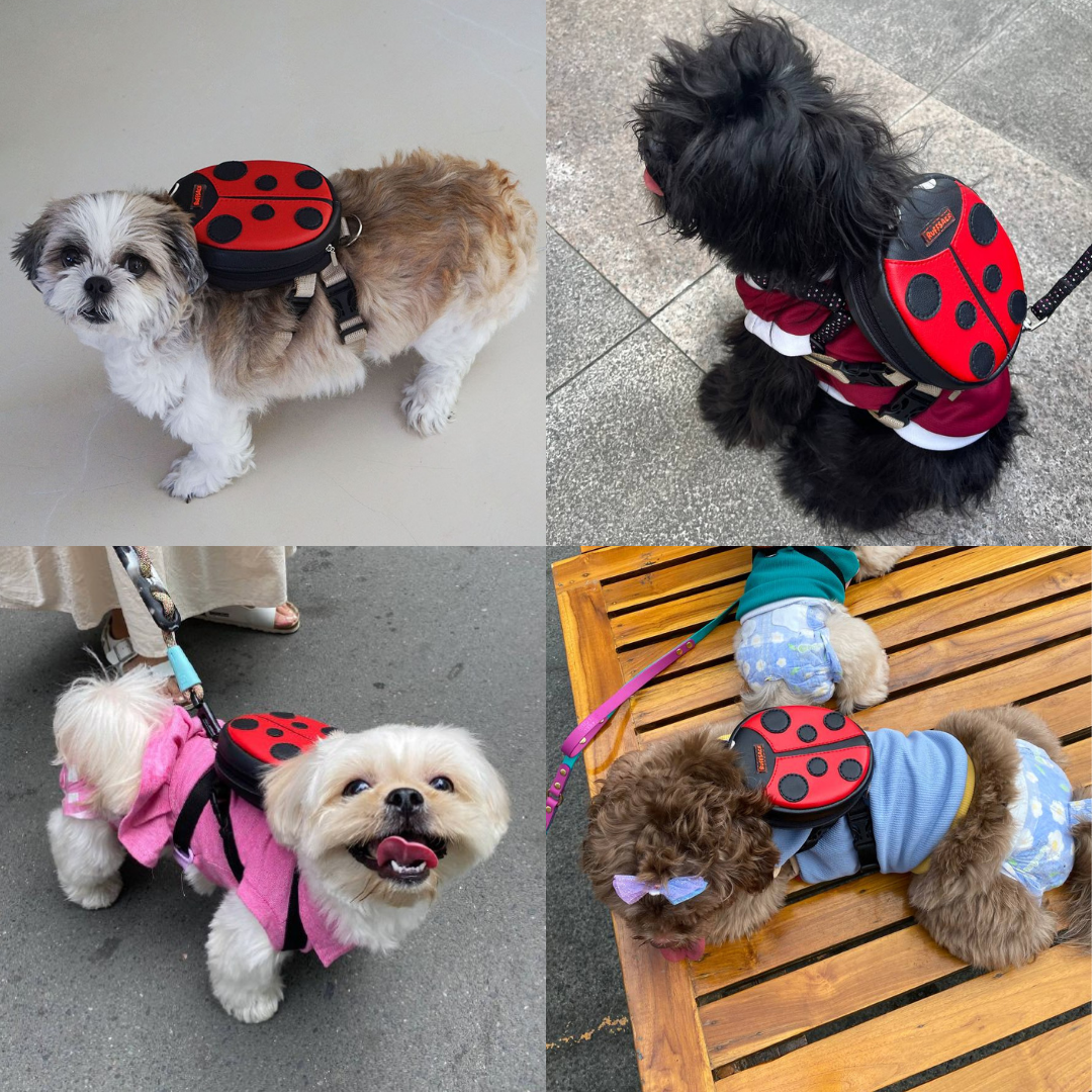 Four photo collage showing different breeds wearing the Lucy Ladybug model Ruffsack backpack, including four Shih Tzus.