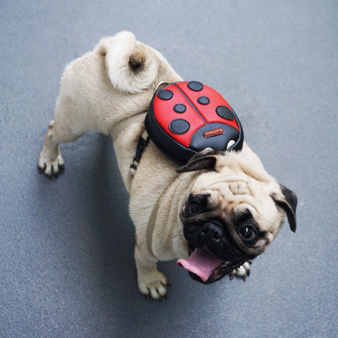 Pug wearing a Lucy Ladybug style Ruffsack backpack.