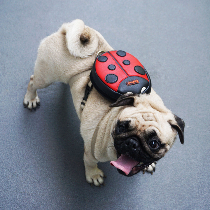 Pug wearing a Lucy Ladybug style Ruffsack backpack.