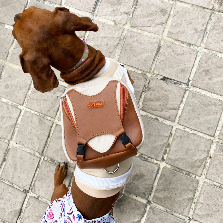 A Beagle wearing a Reed style Ruffsack backpack on a sidewalk.