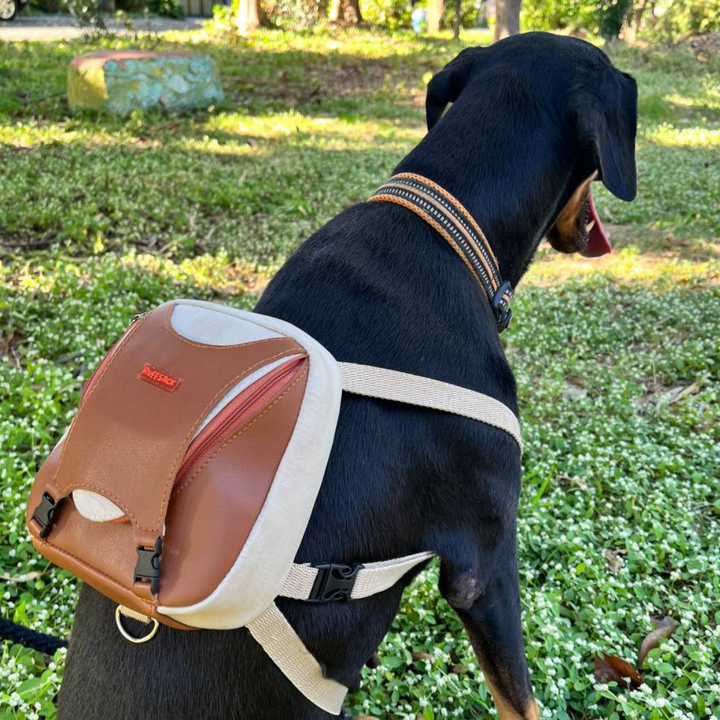 A Doberman wearing a Reed style Ruffsack backpack in a grassy area.