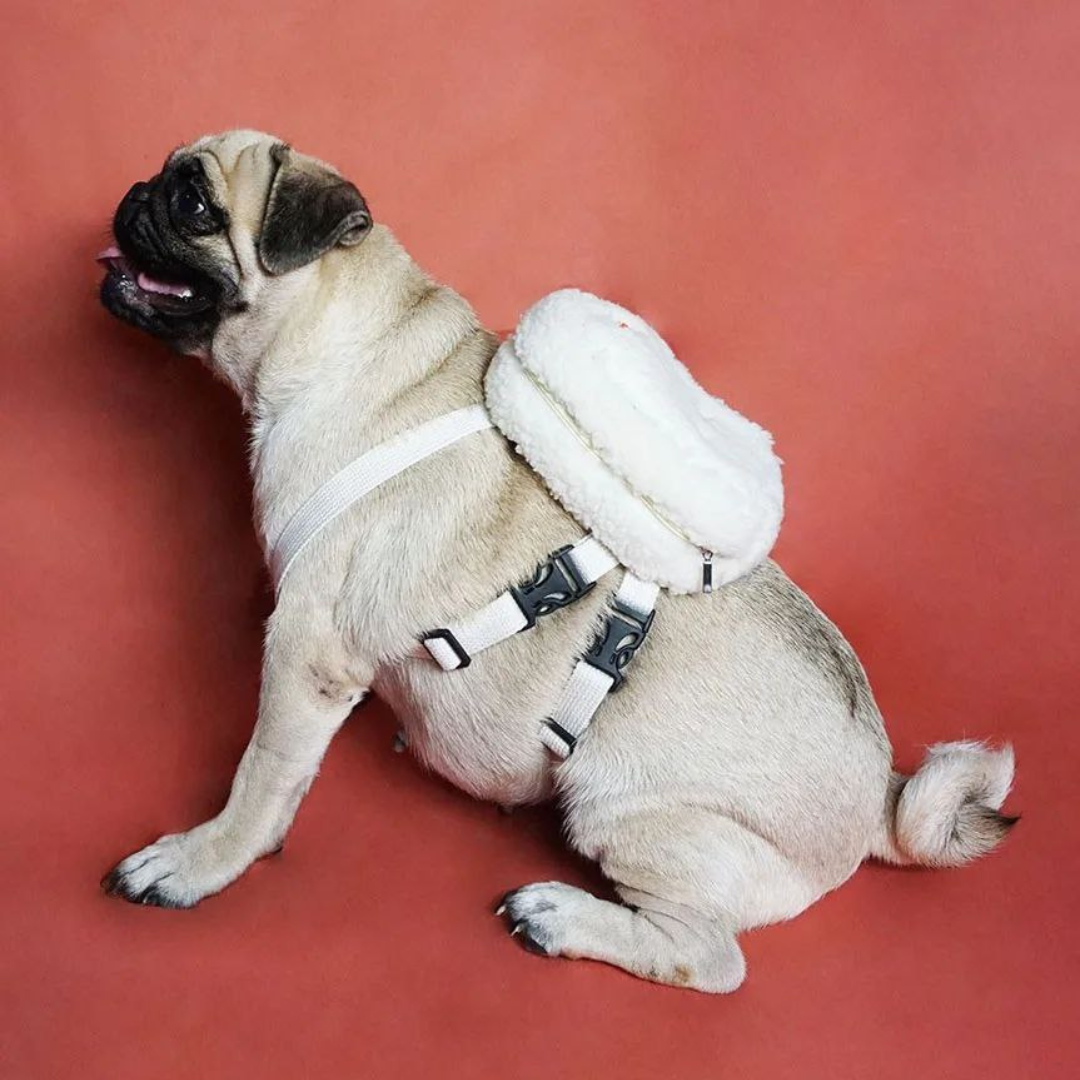 Pug wearing a Finny Fur White style Ruffsack backpack on a red background.