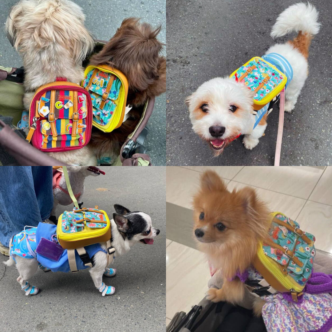 Four photo collage showing different breeds wearing the Dale Floral model Ruffsack backpack, including 2 Shih Tzus, a Poodle, a Chihuahua, and a Pomeranian.