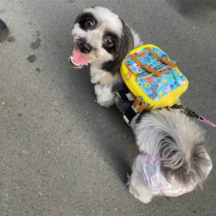 Shih Tzu wearing a Dale Floral style Ruffsack backpack in a parking lot.