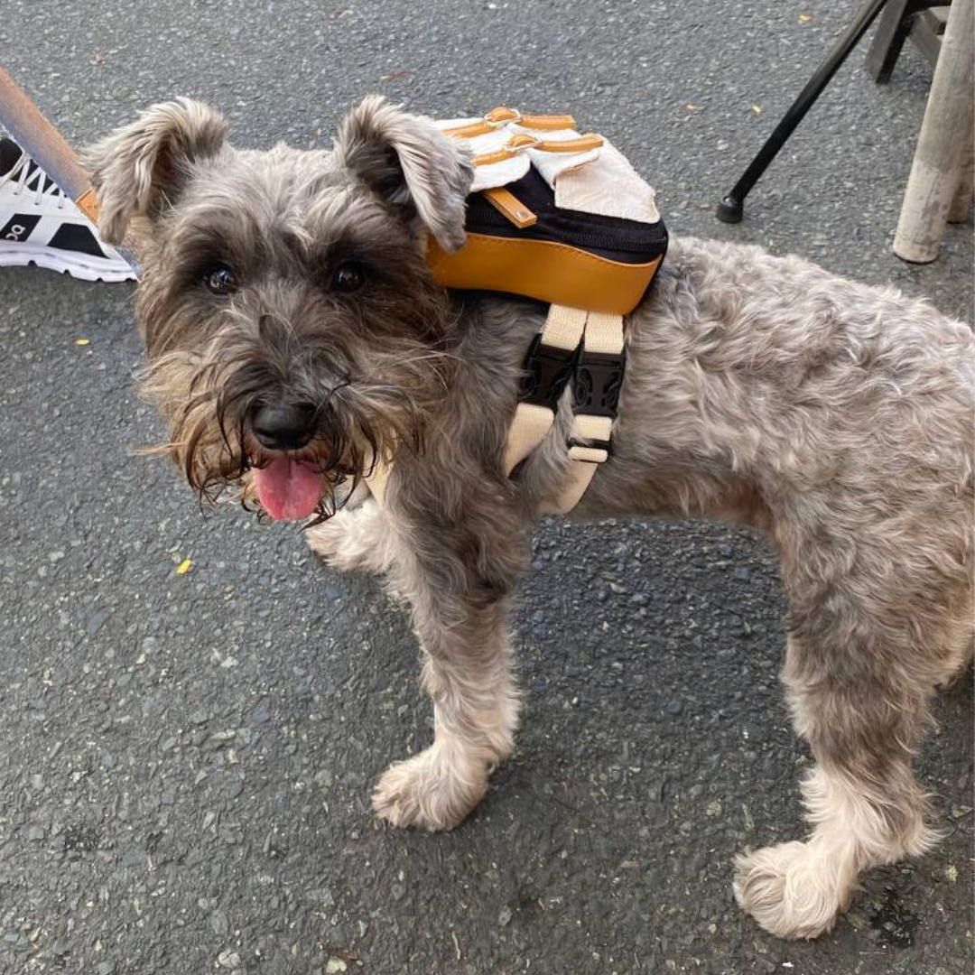 Schnauzer wearing a Dale Black and White style Ruffsack backpack on the street.