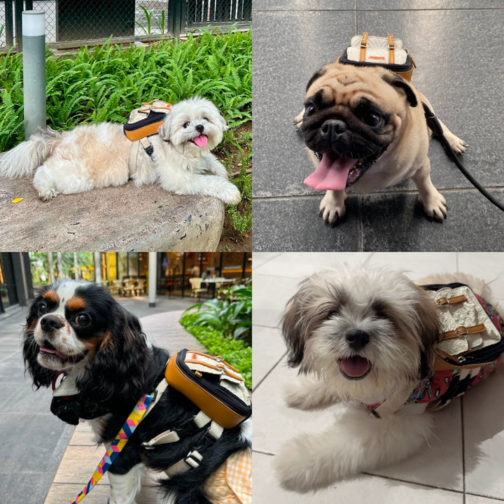 Four photo collage showing different breeds wearing the Dale Black and White model Ruffsack backpack, including a Shih Tzu, Pug, King Charles Spaniel, and Shih Tzu.