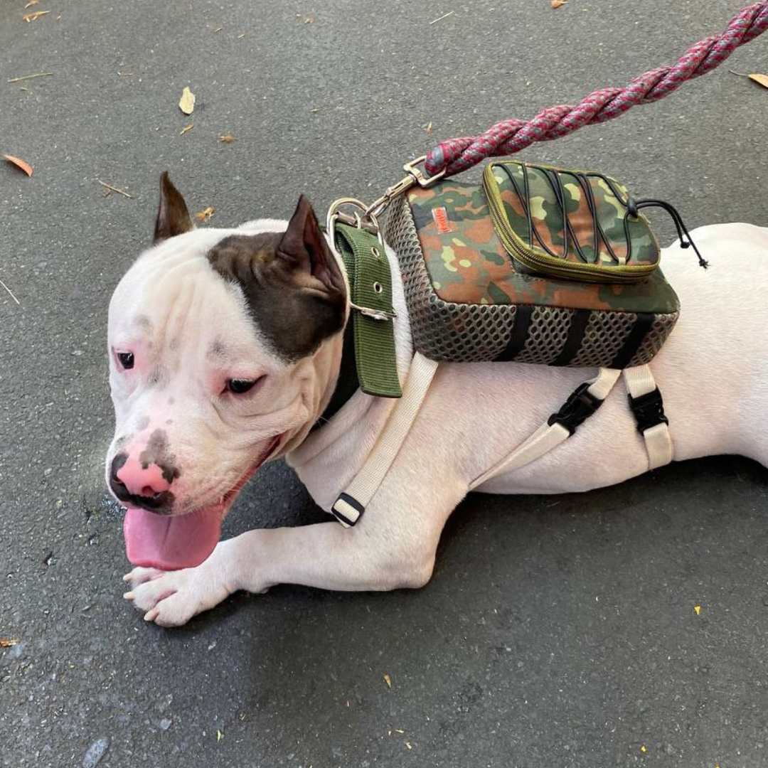 Pitbull wearing a Scout style Ruffsack backpack in a parking lot while laying down.