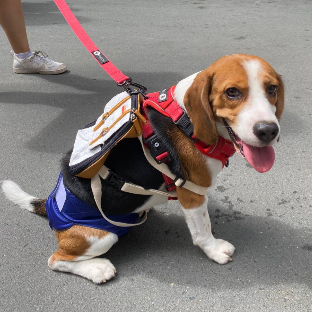 Beagle wearing a Dale Black and White style Ruffsack backpack on the street.