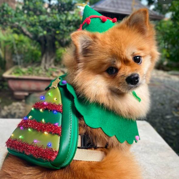 A Pomeranian in an elf costume wearing a Pine model Ruffsack backpack with lit lights.