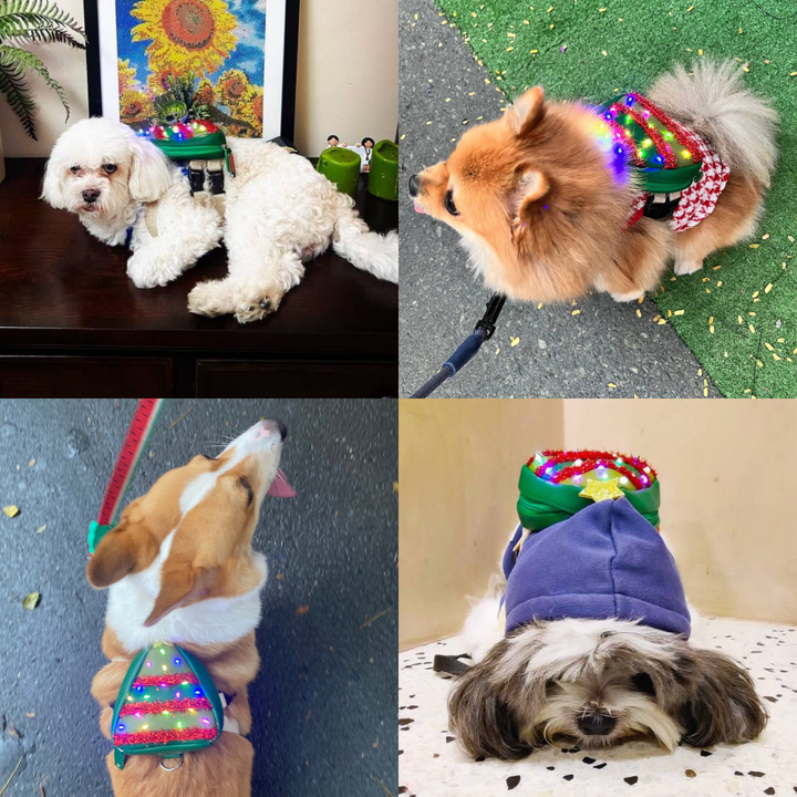 Four photo collage showing different breeds wearing the Pine model Ruffsack backpack, including a Poodle, Pomeranian, Corgi, and Shih Tzu.