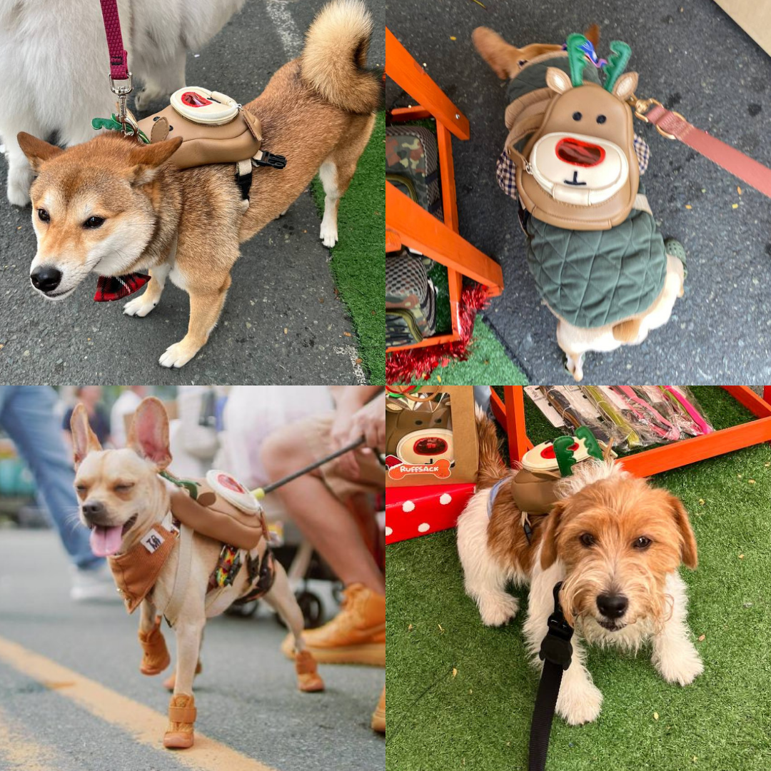 Four photo collage showing different breeds wearing the Rudolph model Ruffsack backpack, including a Shiba Inu, Chihuahua, French Bulldog, and Jack Russell Terrier.