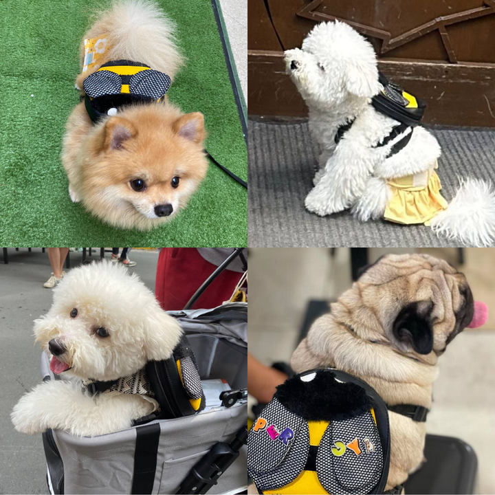 Four photo collage showing different breeds wearing the Bumble Bee model Ruffsack backpack, including a Pomeranian, Poodle, Poodle, and Pug.