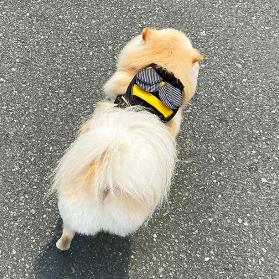 Pomeranian wearing a Bumble Bee style Ruffsack backpack on the street.