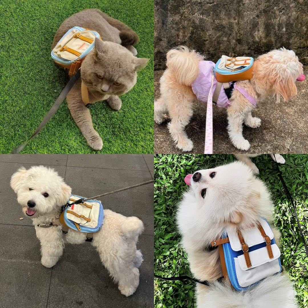 Four photo collage showing different breeds wearing the Dale Light Blue model Ruffsack backpack, including a Cat, Tan Poodle, White Poodle, and Pomeranian.