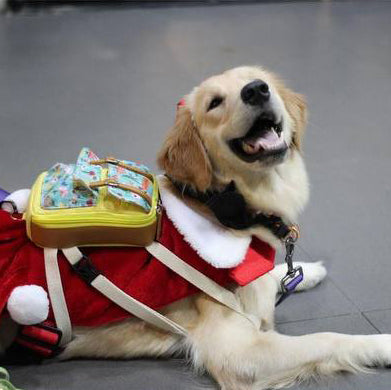 Golden Retriever wearing a Dale Floral style Ruffsack backpack and a Santa Claus outfit in a building lobby.